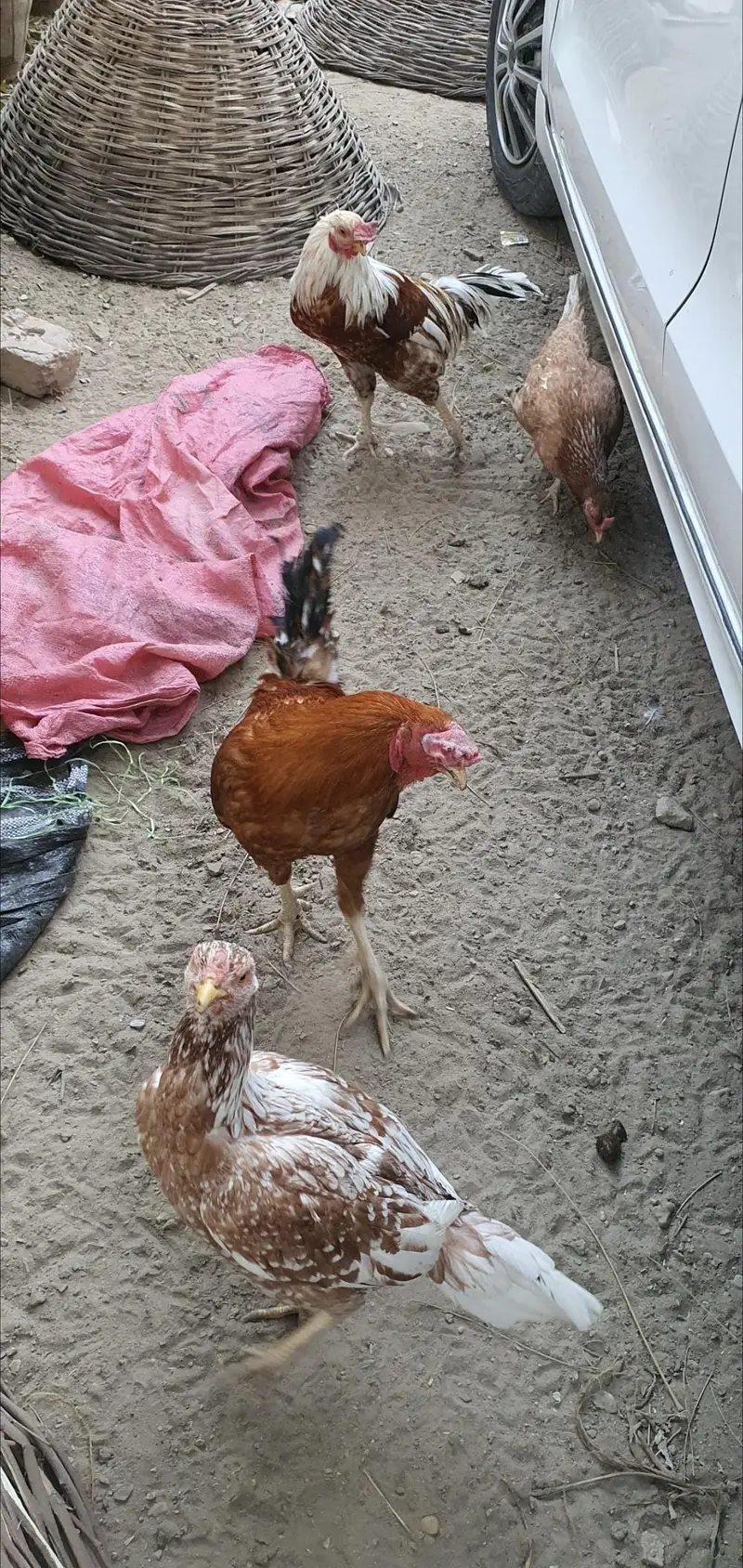 Aseel desi hens, chicken, roosters — photo 6
