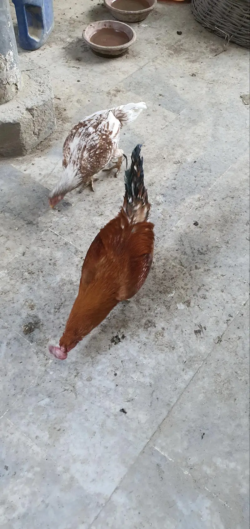 Aseel desi hens, chicken, roosters — photo 7