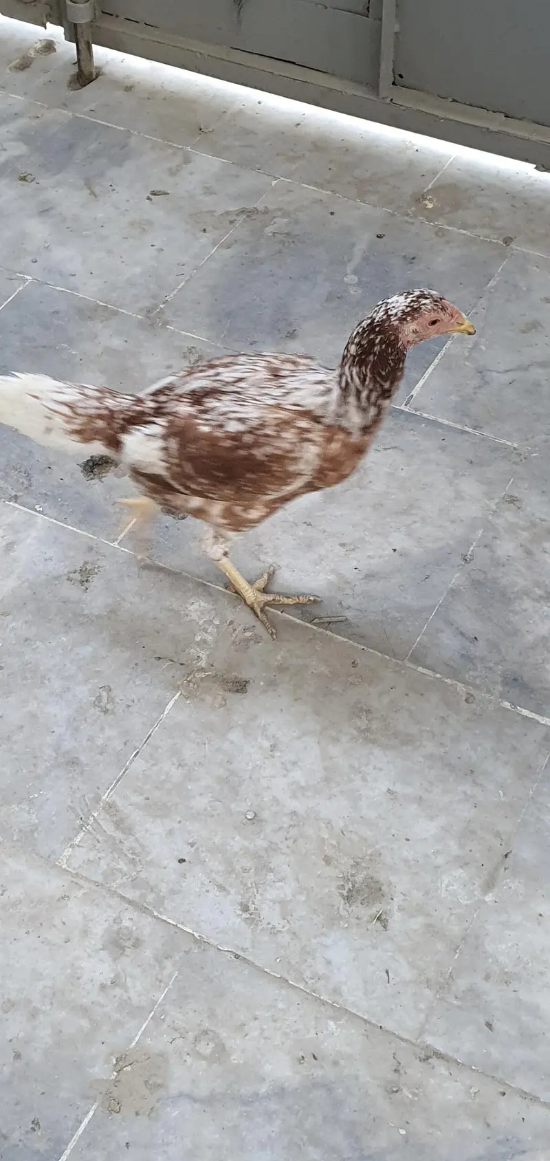 Aseel desi hens, chicken, roosters — photo 8