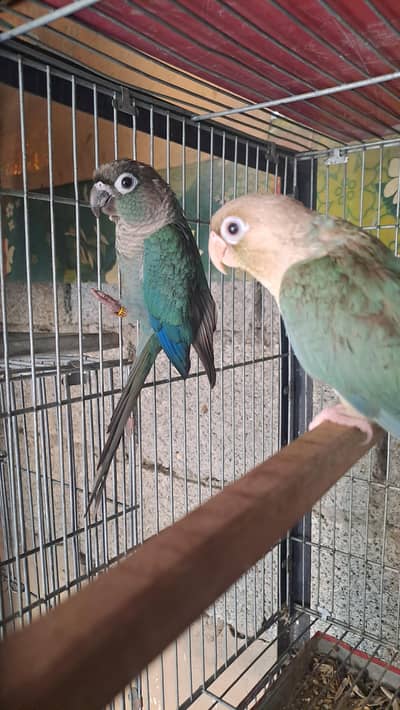 conure and ringneck