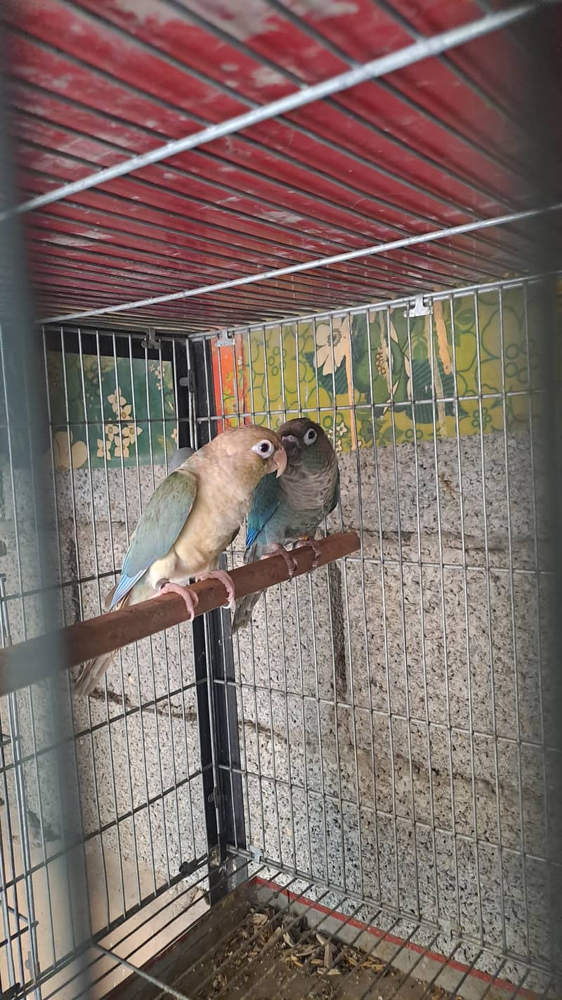 conure and ringneck 1