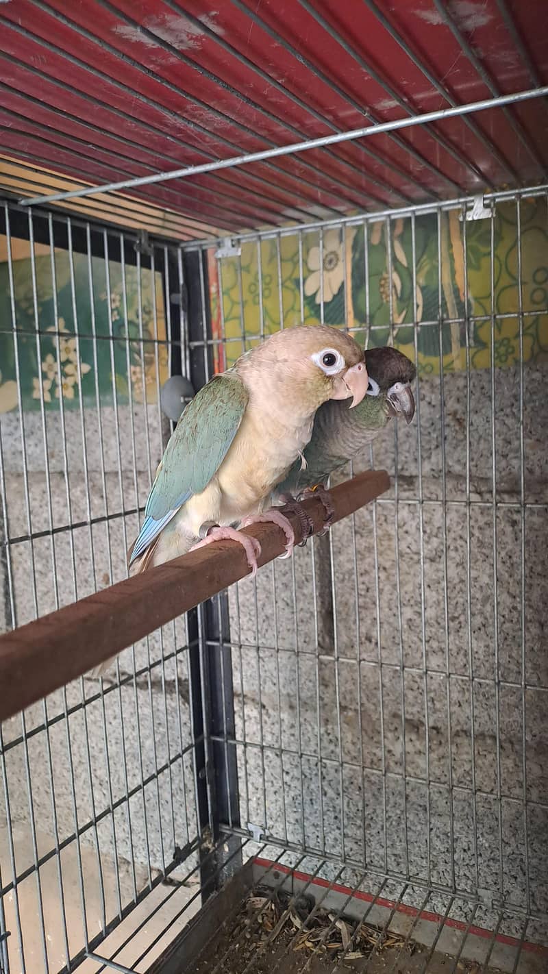 conure and ringneck 2
