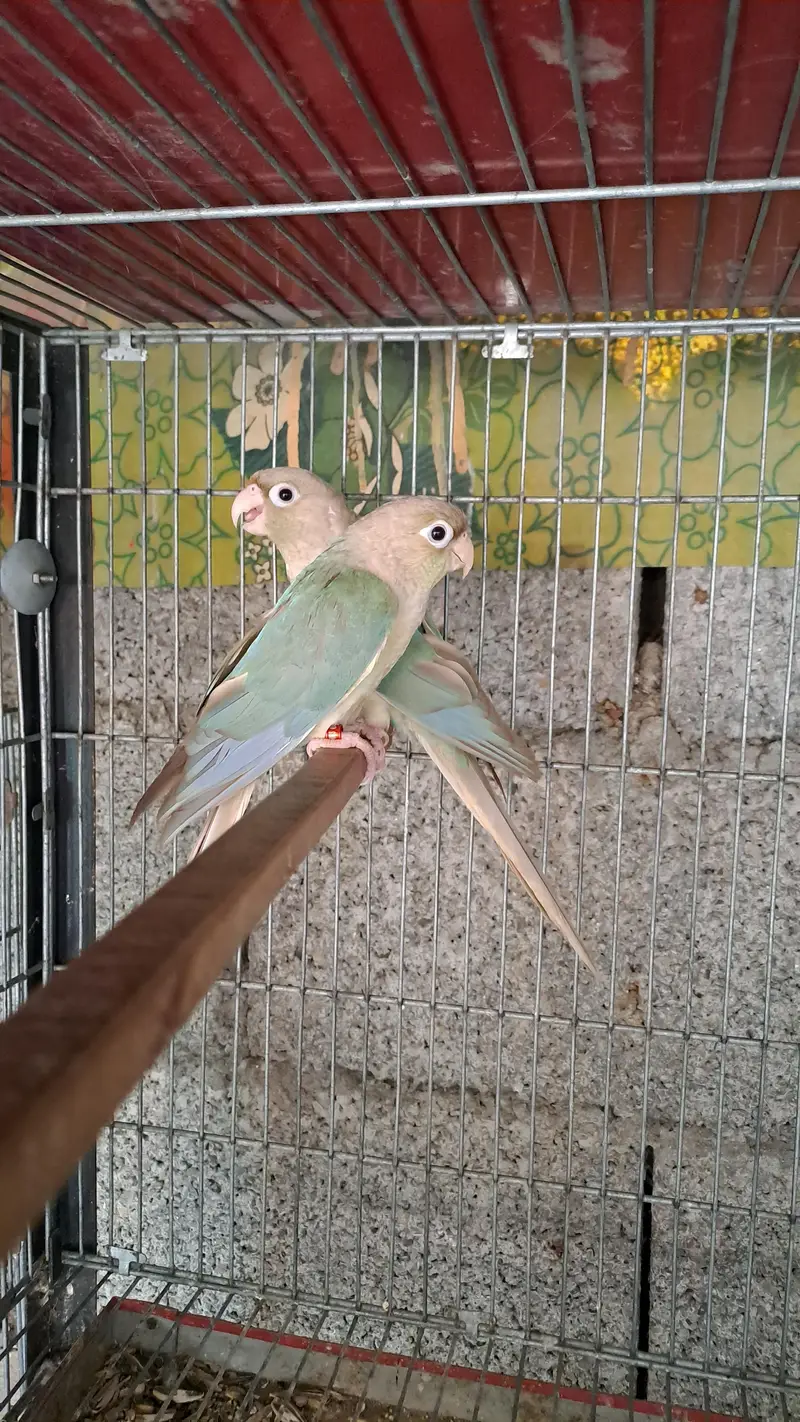 conure and ringneck — photo 5