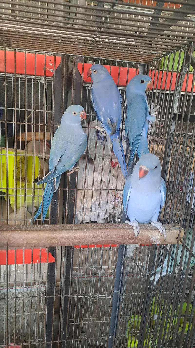 conure and ringneck — photo 6