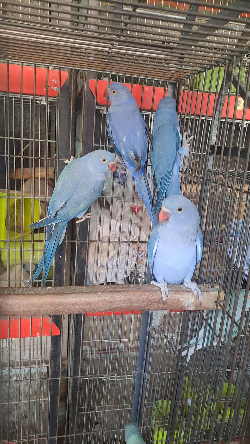 conure and ringneck 6