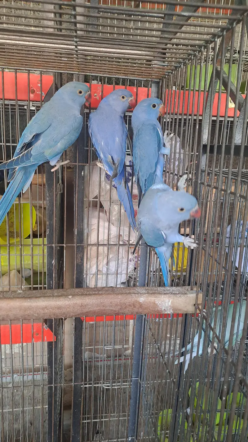 conure and ringneck — photo 8