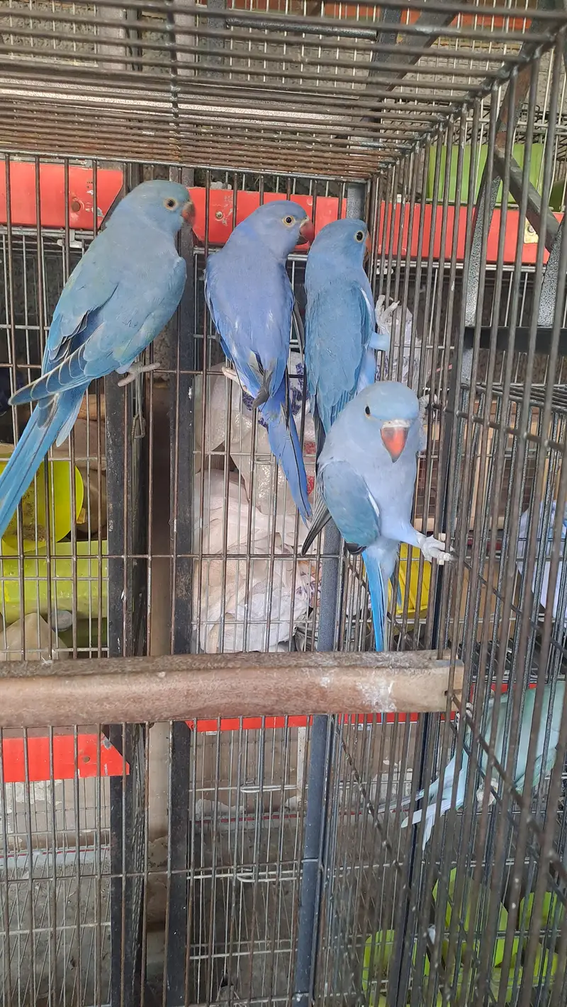 conure and ringneck — photo 9