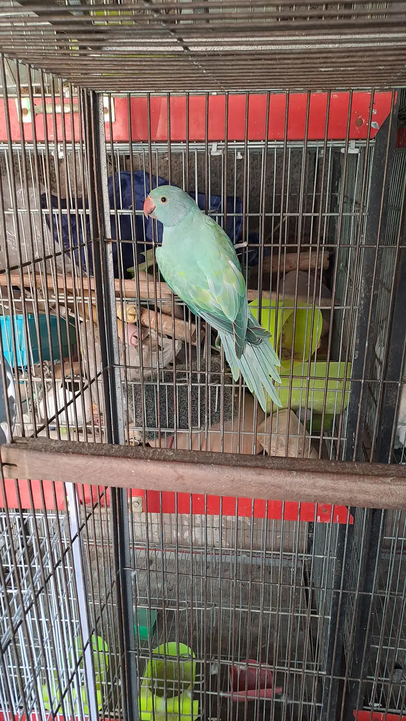 conure and ringneck — photo 10