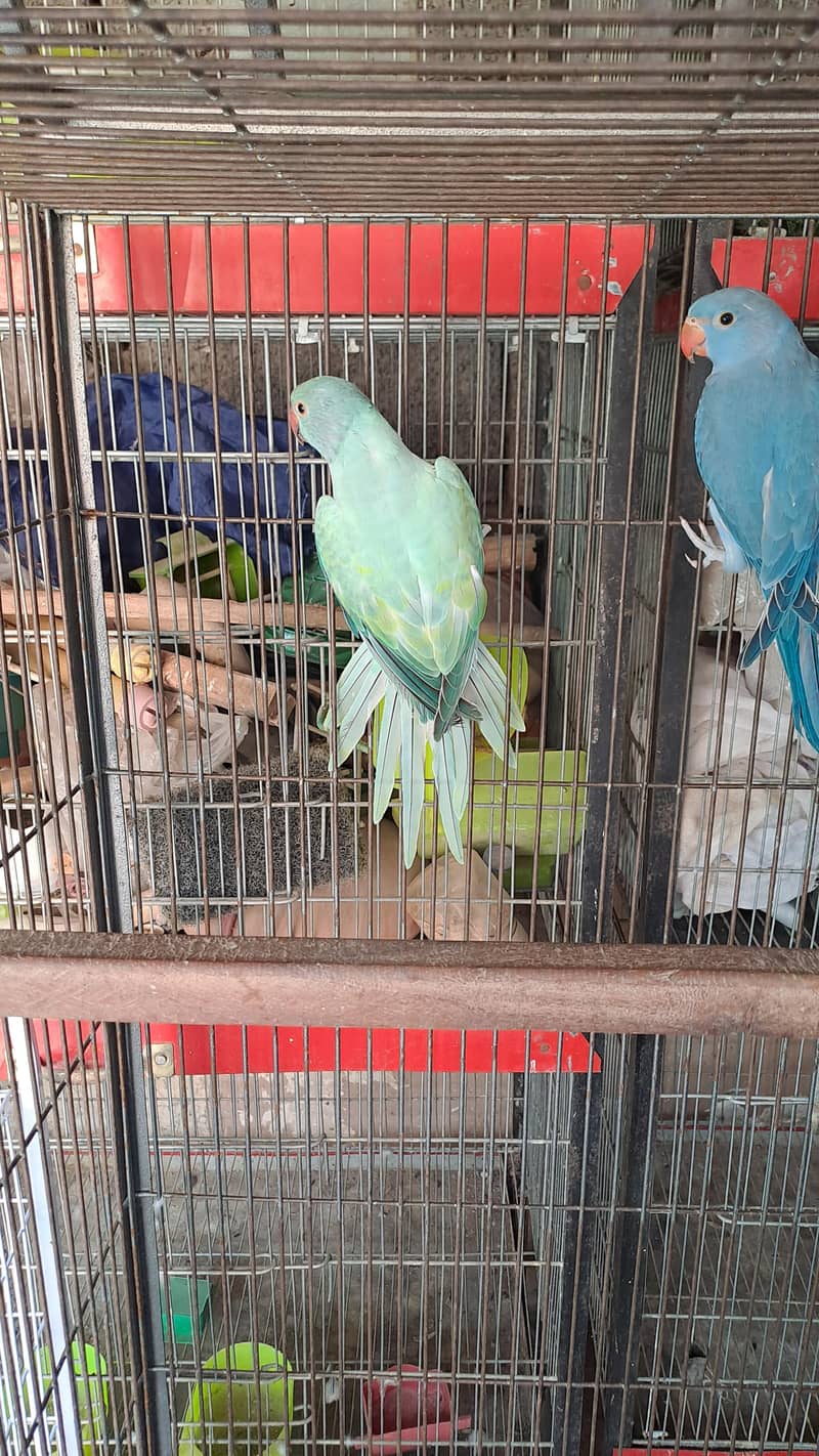 conure and ringneck 10
