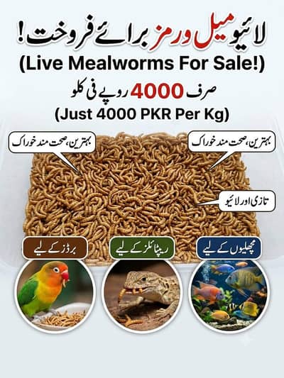 mealworms