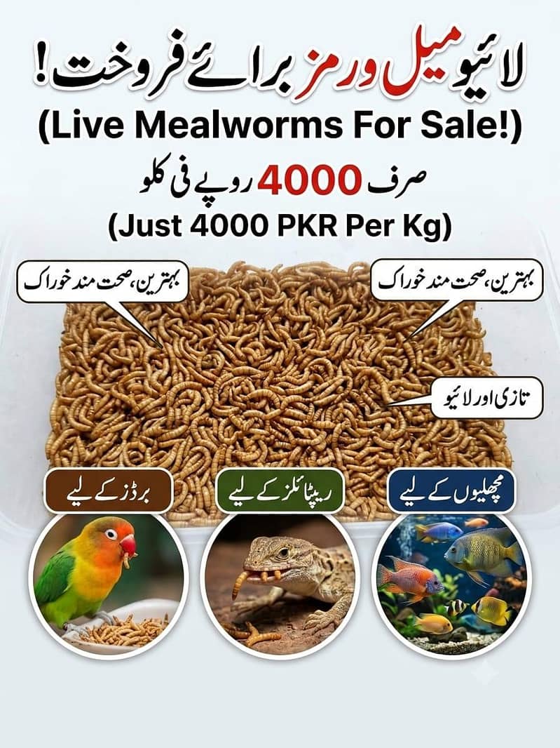 mealworms 0