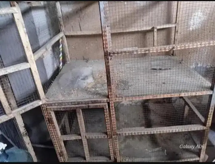 double portions hen cage — photo 2