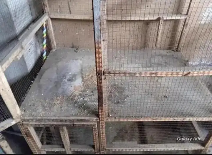 double portions hen cage — photo 3