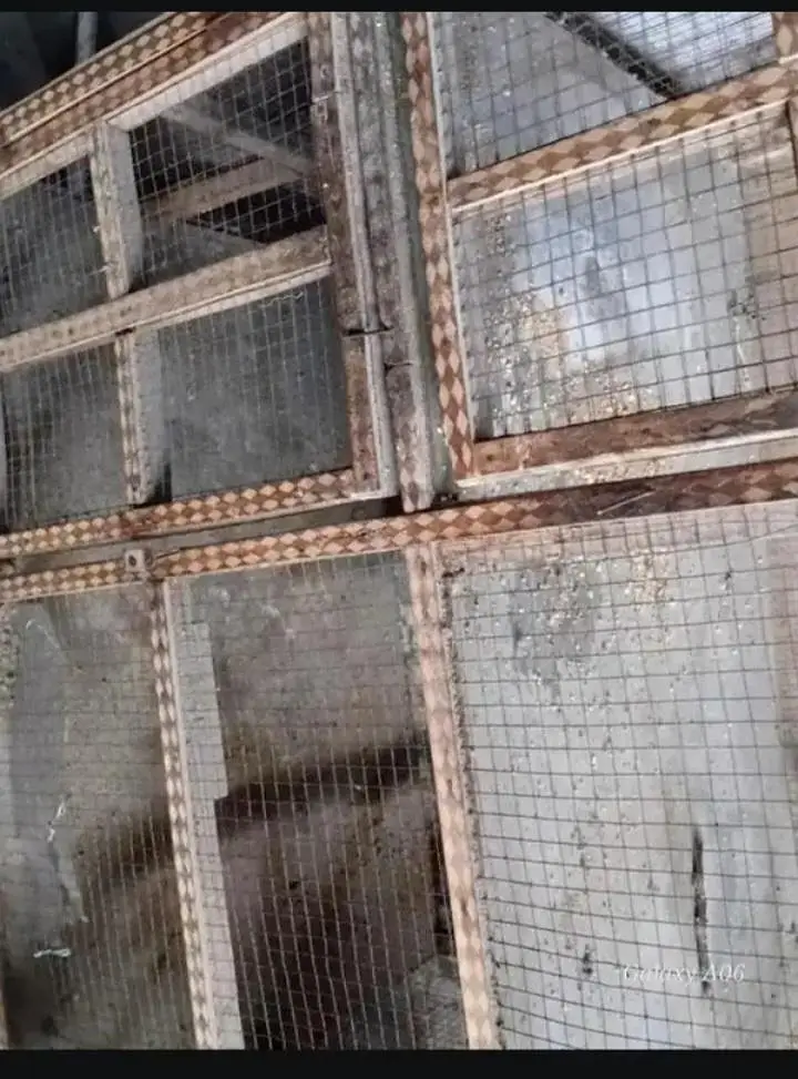 double portions hen cage — photo 4