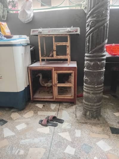 Female Duck, Ducklings and a Hen