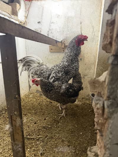 Plymouth pair for sale