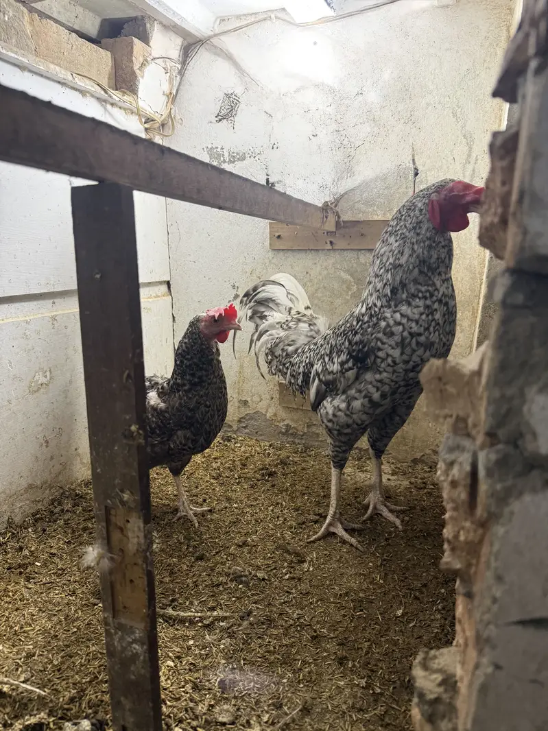 Plymouth pair for sale — photo 3