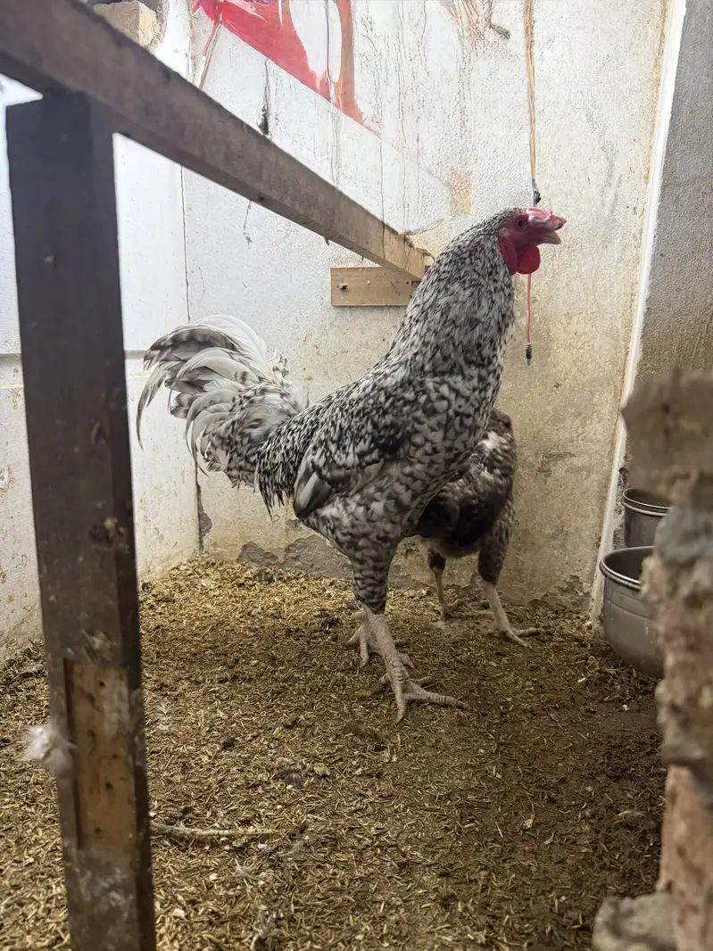 Plymouth pair for sale — photo 4