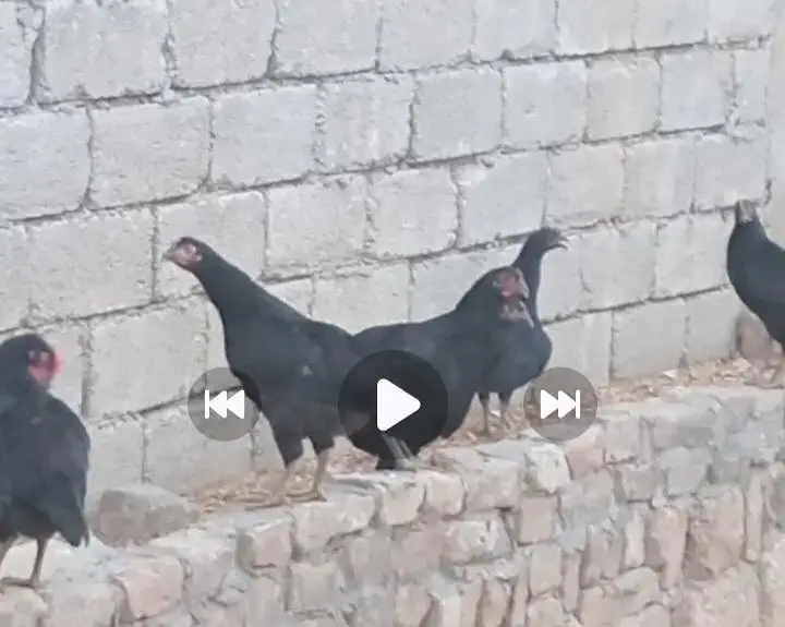 آسٹرالوپ فریش مرغیاں مرغے  فار سیل — photo 2