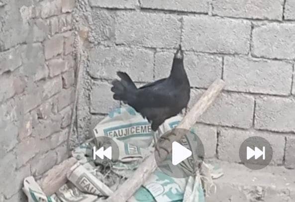 آسٹرالوپ فریش مرغیاں مرغے  فار سیل 2