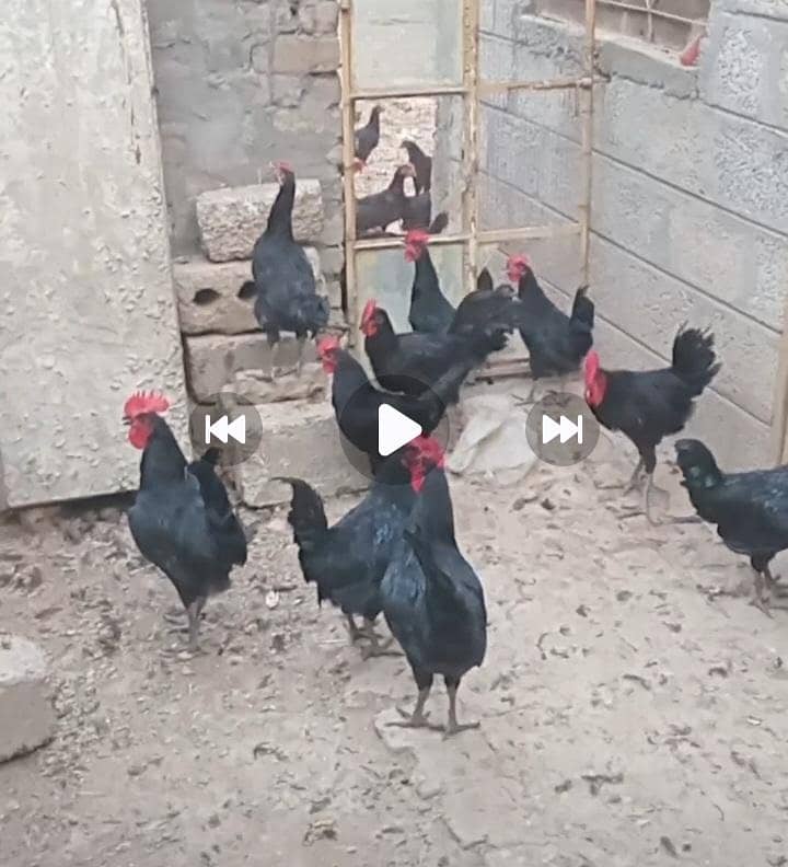 آسٹرالوپ فریش مرغیاں مرغے  فار سیل 3