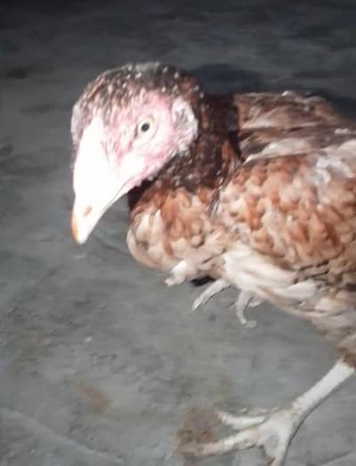 aseel hen