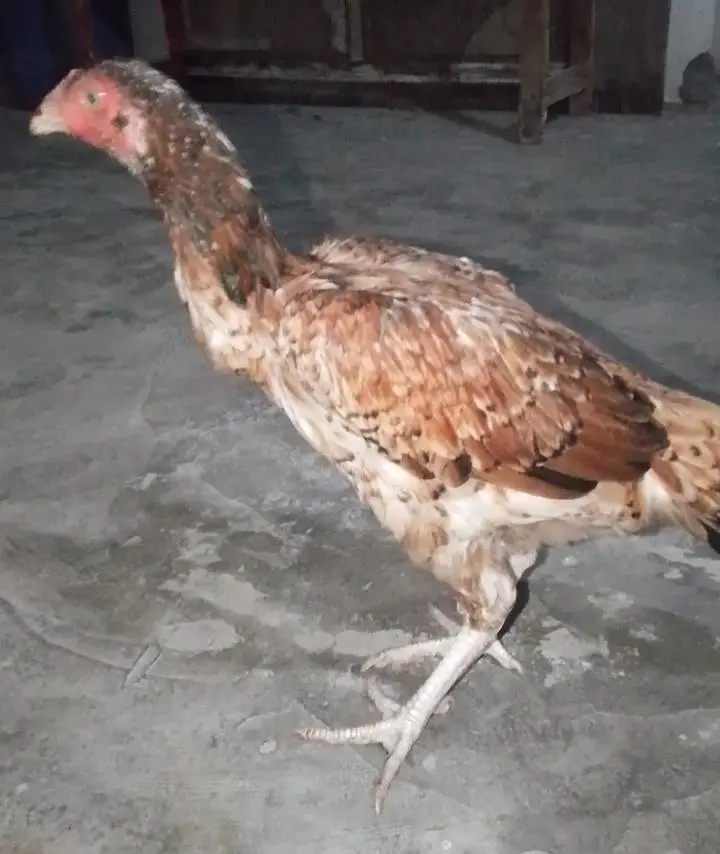 aseel hen — photo 2
