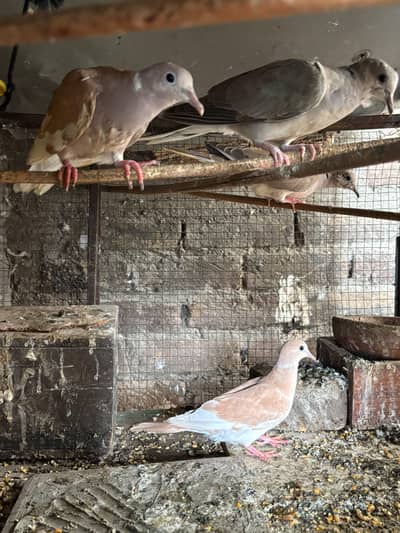 doves
