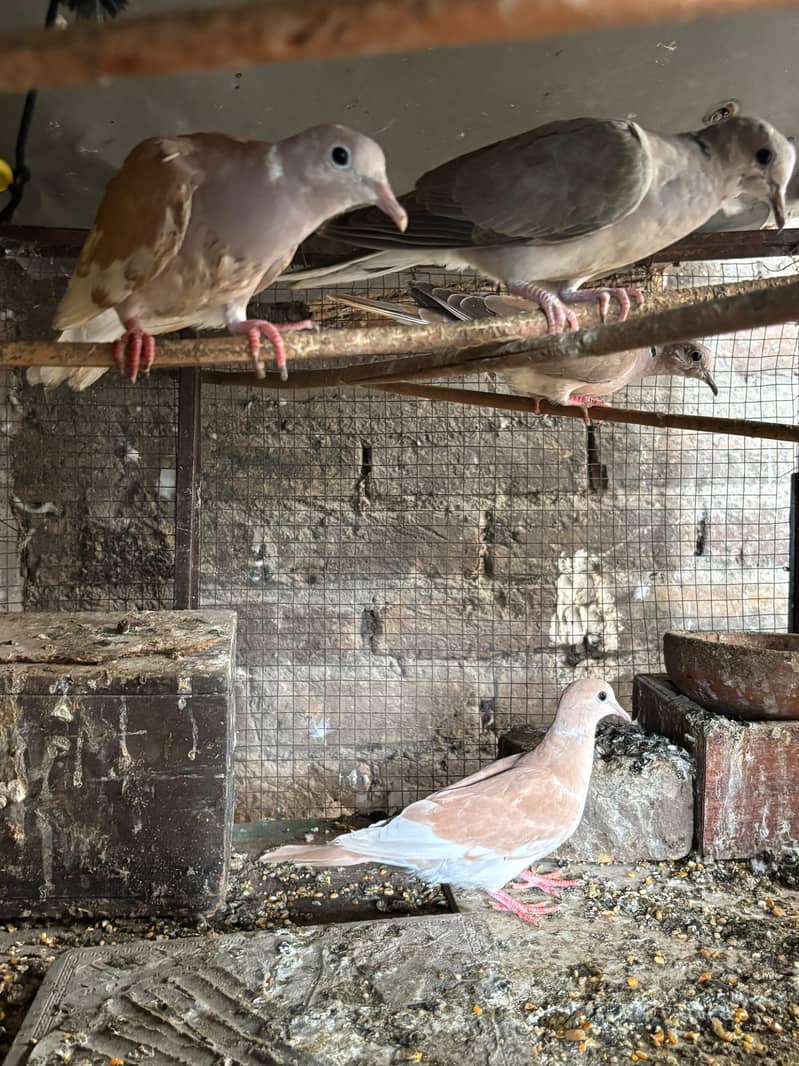 doves 0