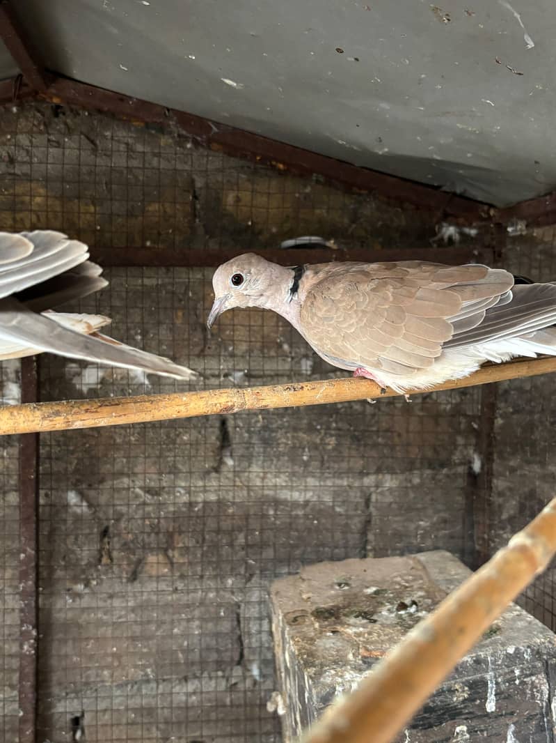 doves 1