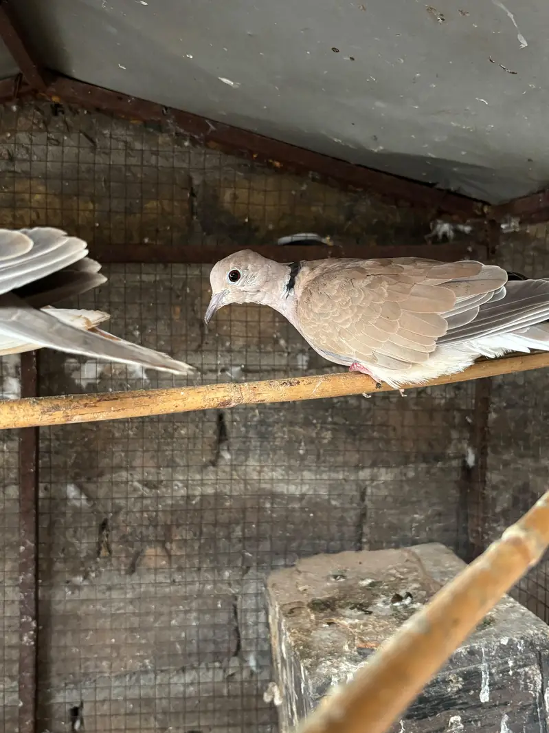 doves — photo 2