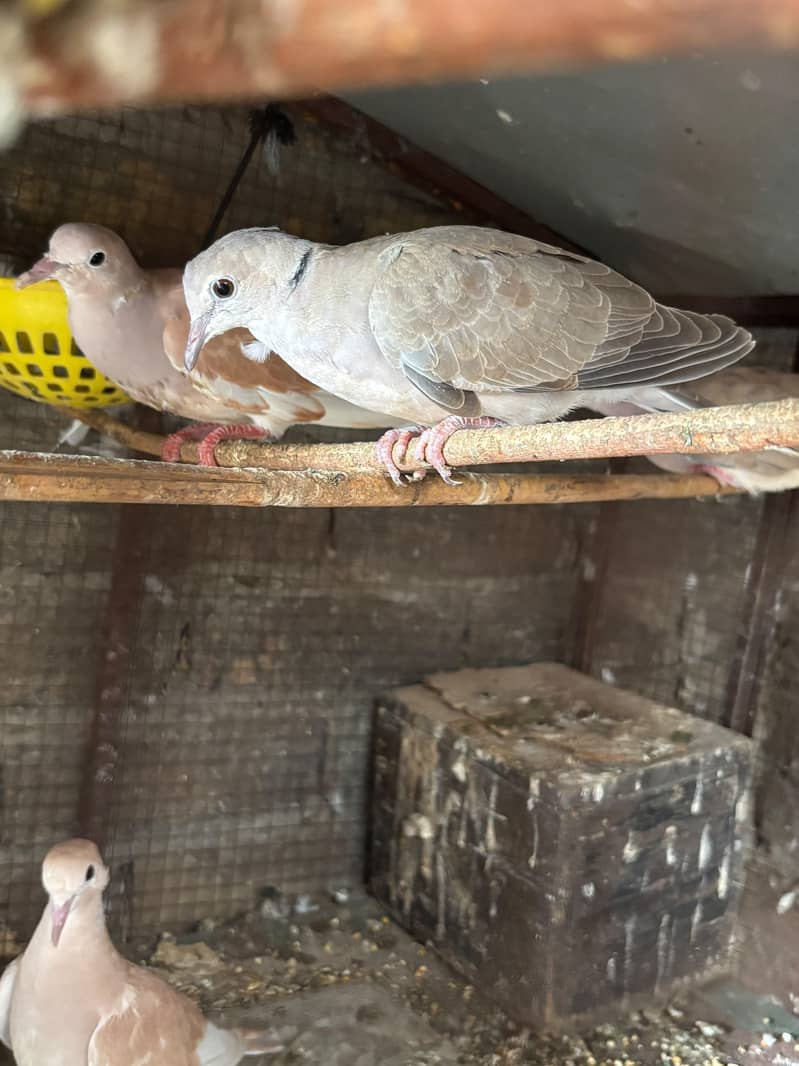 doves 2