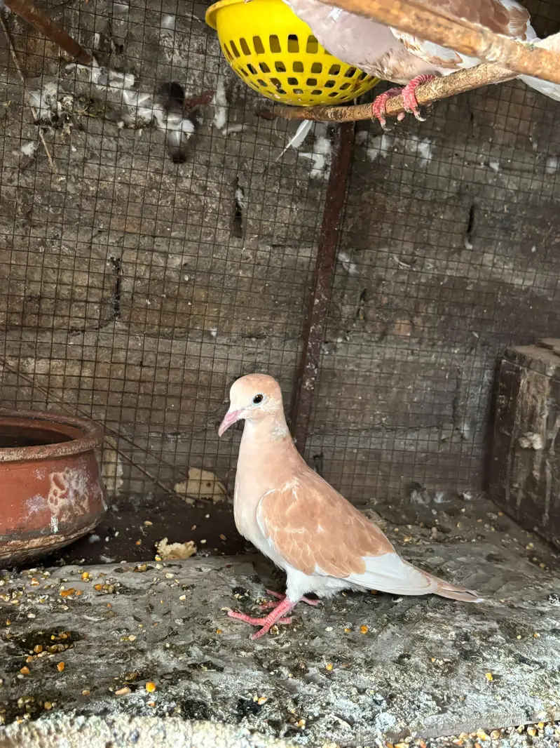 doves — photo 4