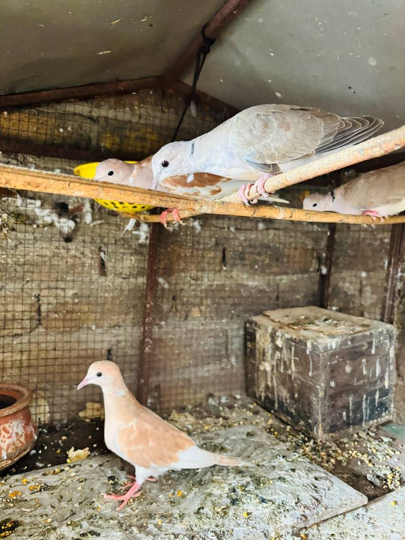 doves 4