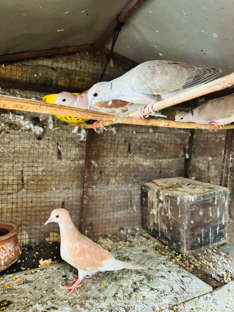 doves — photo 5