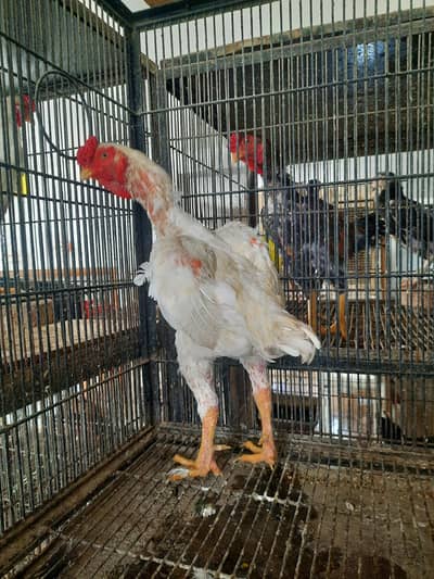 ko shamo  adult and chicks