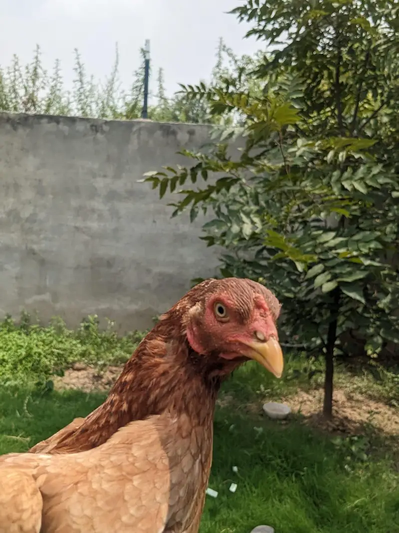 aseel murga and murgy — photo 4