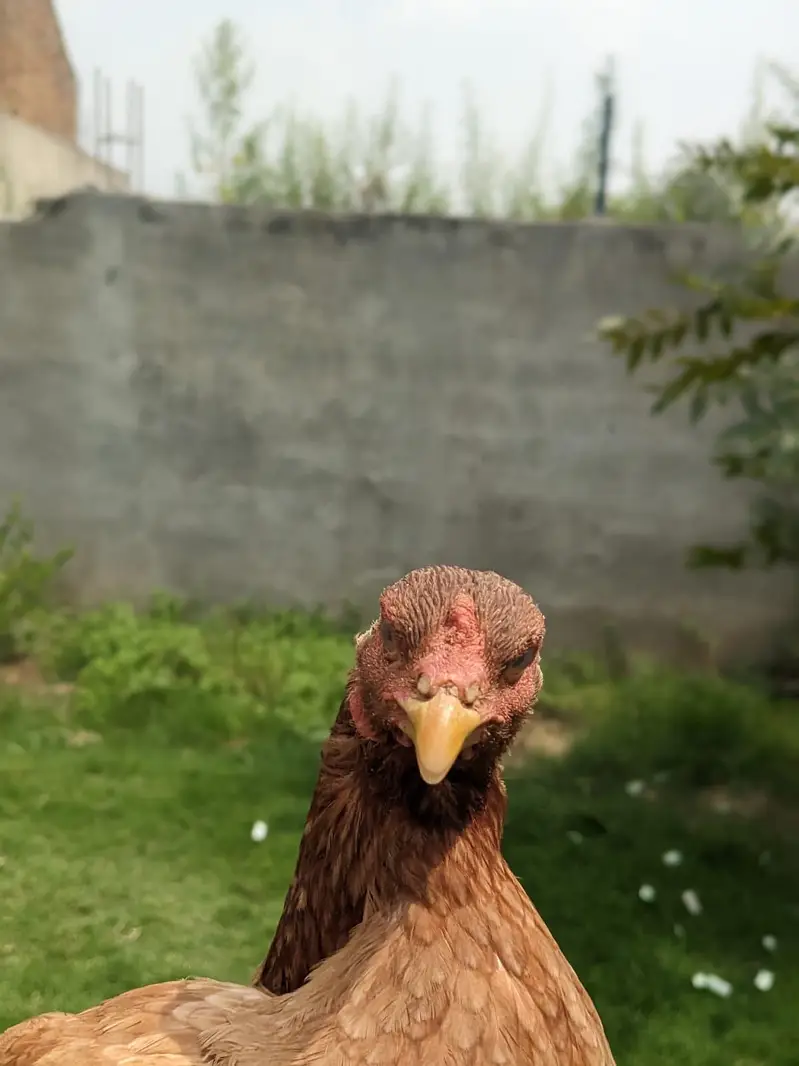 aseel murga and murgy — photo 5