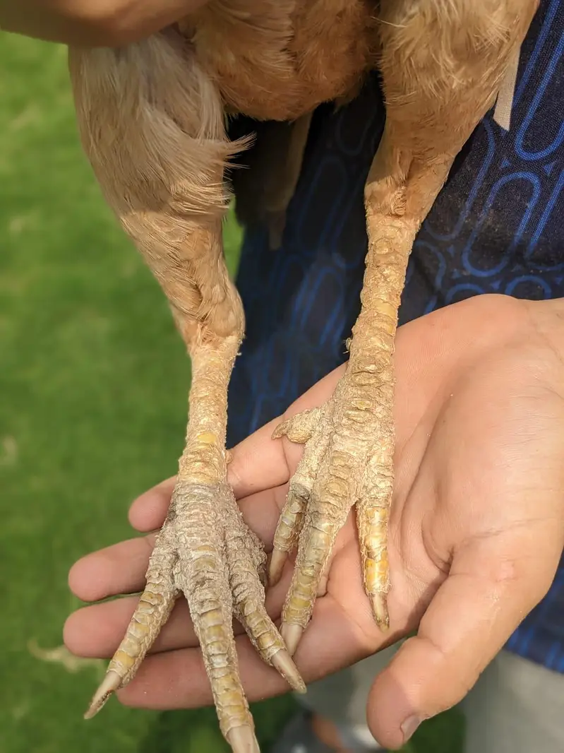 aseel murga and murgy — photo 8