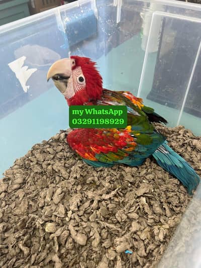 Red Macaw parrot for sale 2 month age vaccination
