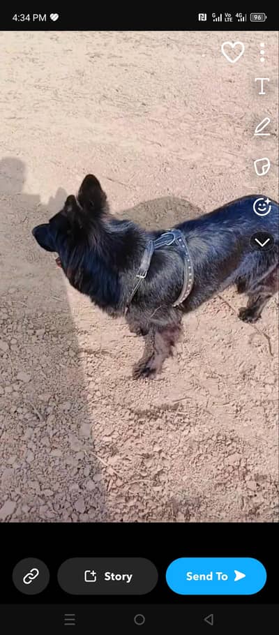 for sale female dog