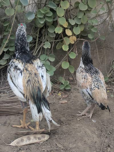 Aseel cross jawa pair