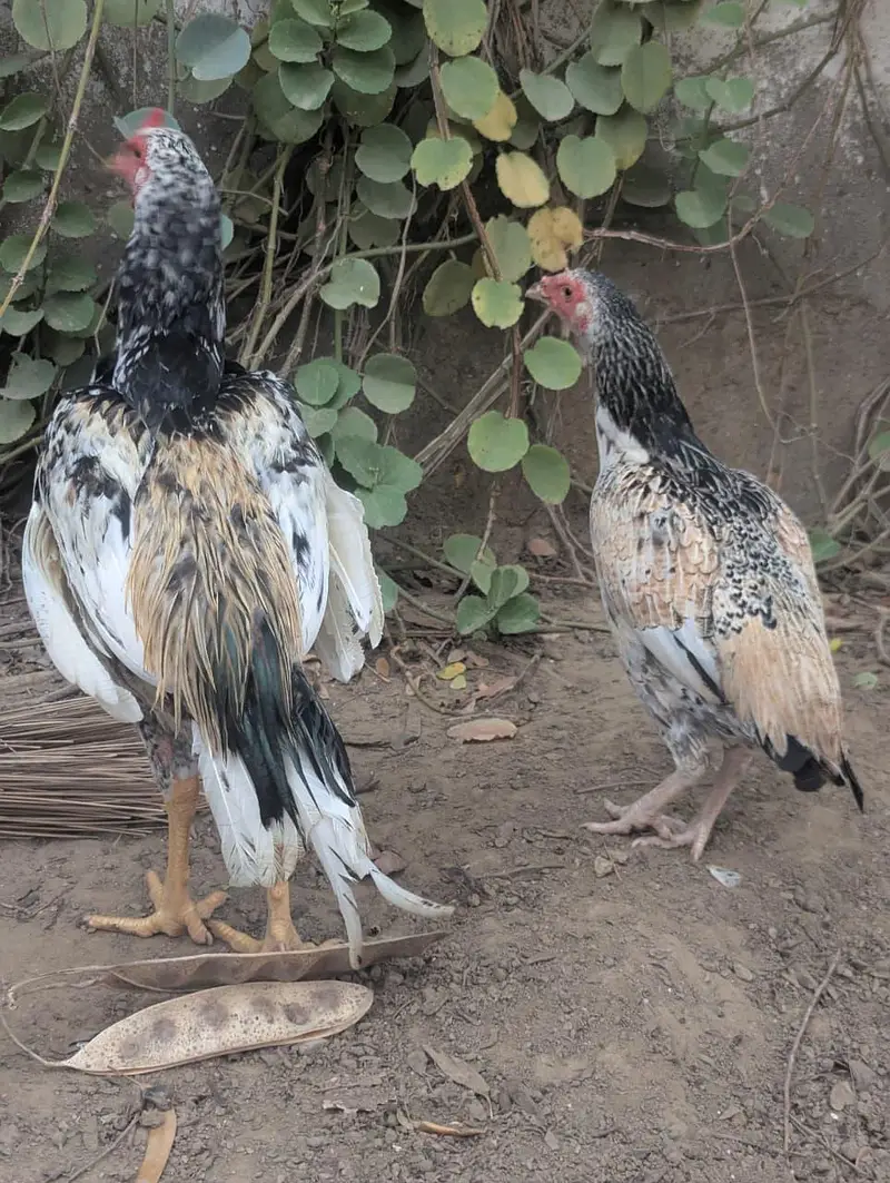 Aseel cross jawa pair — photo 2