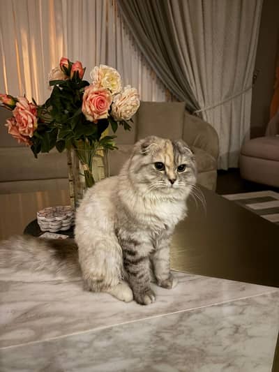 Scottish Fold & British Shothair