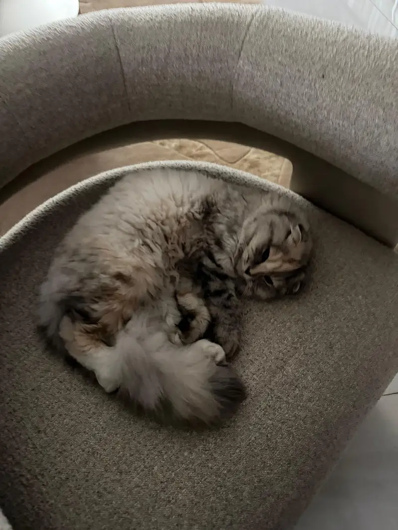 Scottish Fold & British Shothair — photo 2