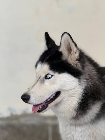 Husky dog