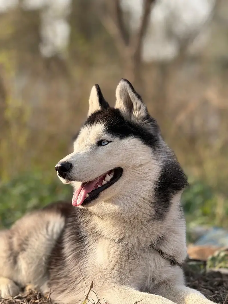 Husky dog — photo 2