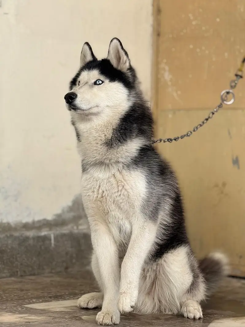 Husky dog — photo 3