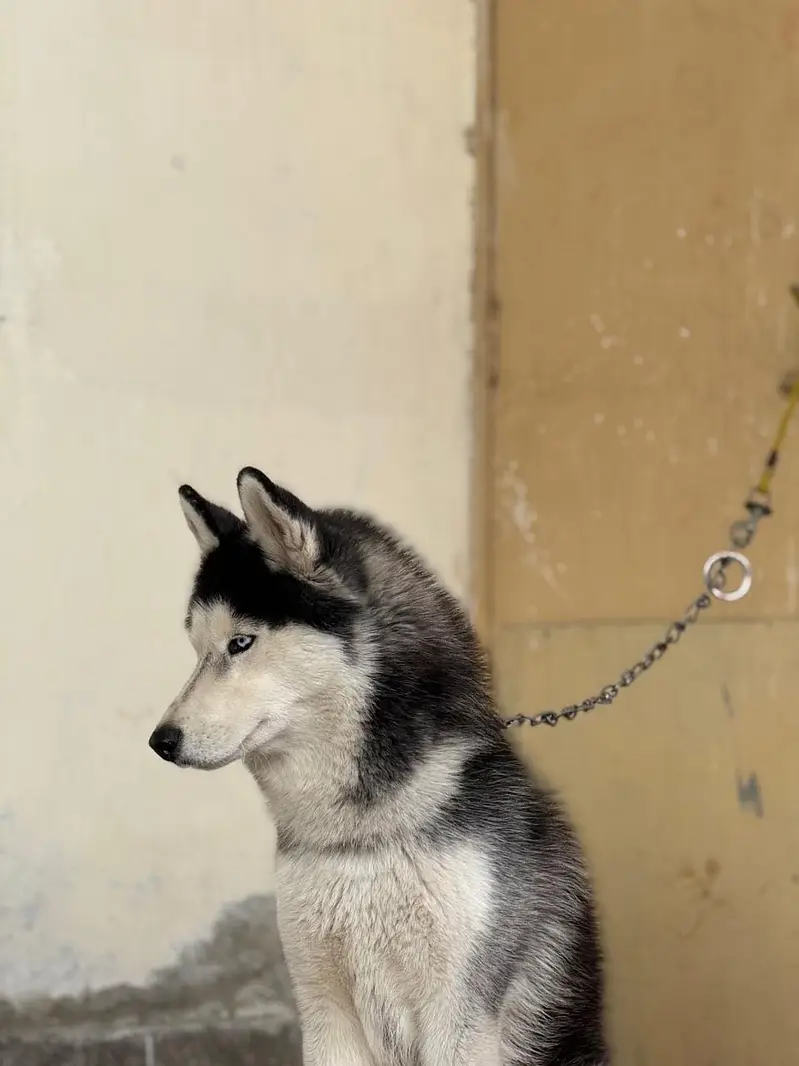 Husky dog — photo 4