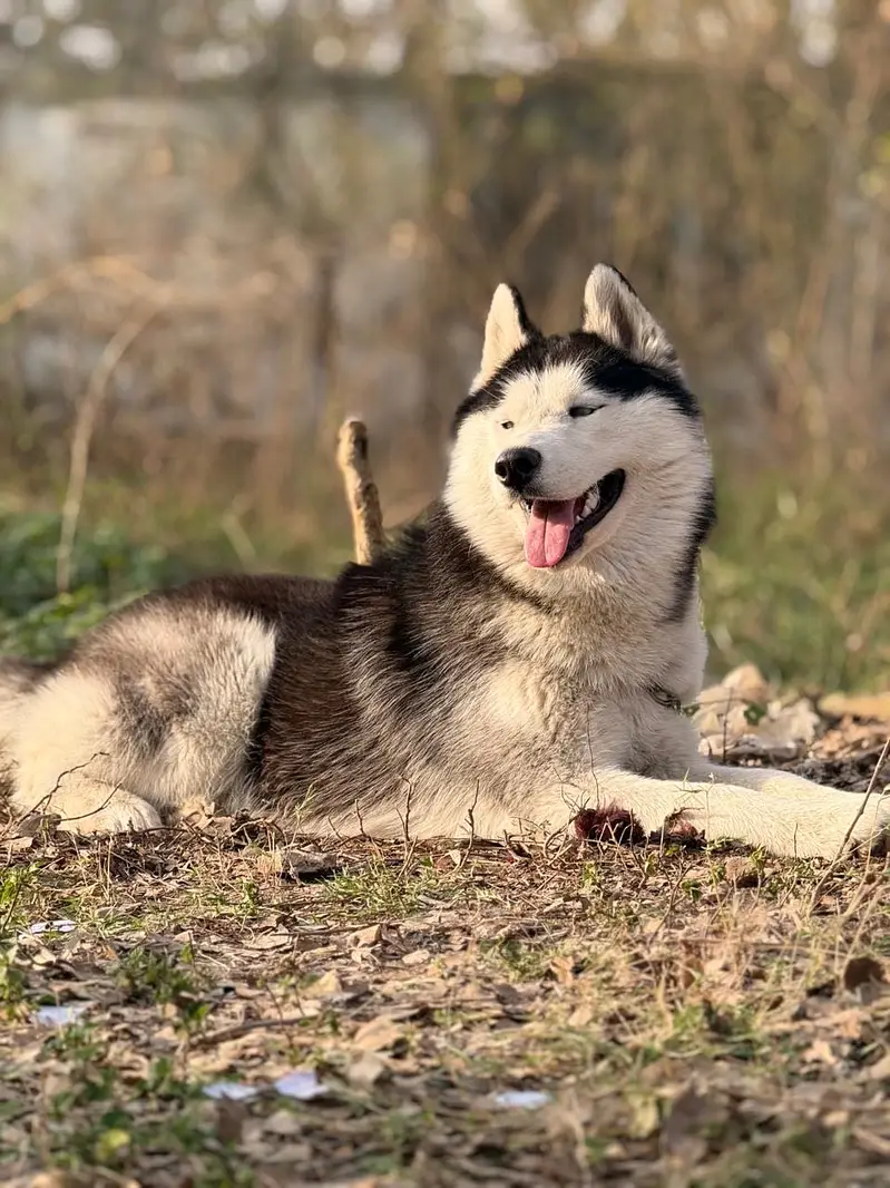 Husky dog — photo 5